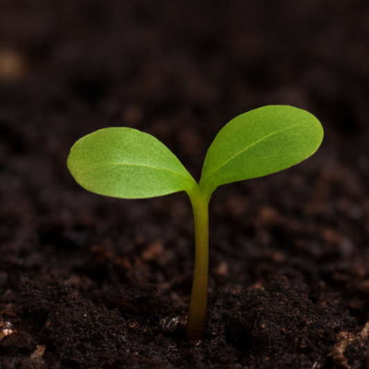 Downy birch (Betula pubescens)