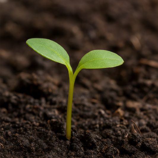 Acer opalus (Acer obtusatum)