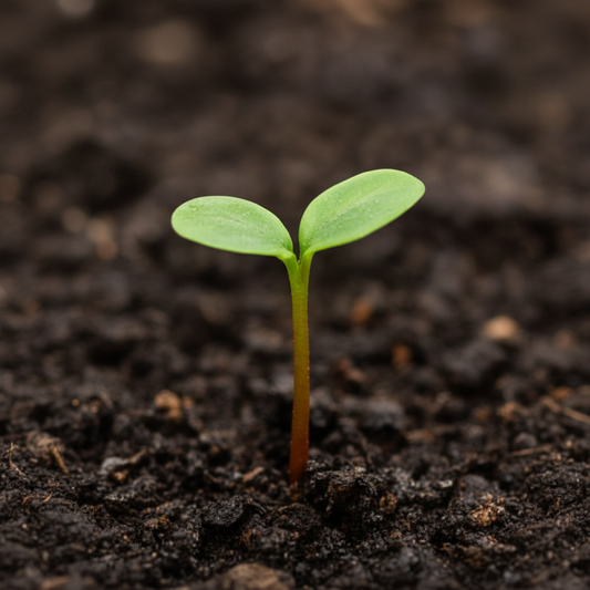 Tatarian maple (Acer tataricum)