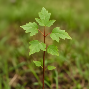 Tatarian maple (Acer tataricum)