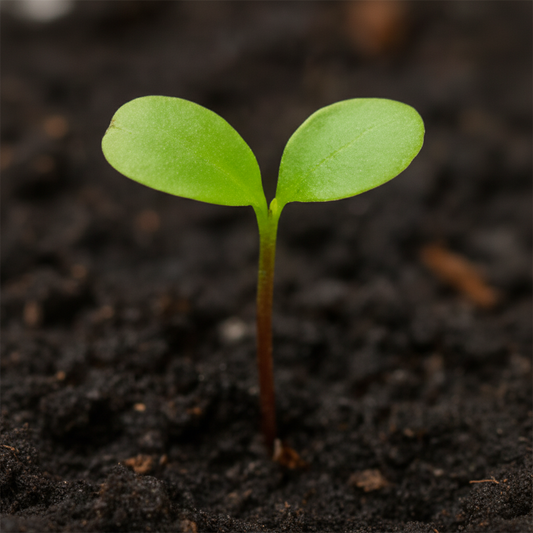 Hungarian oak (Quercus frainetto)