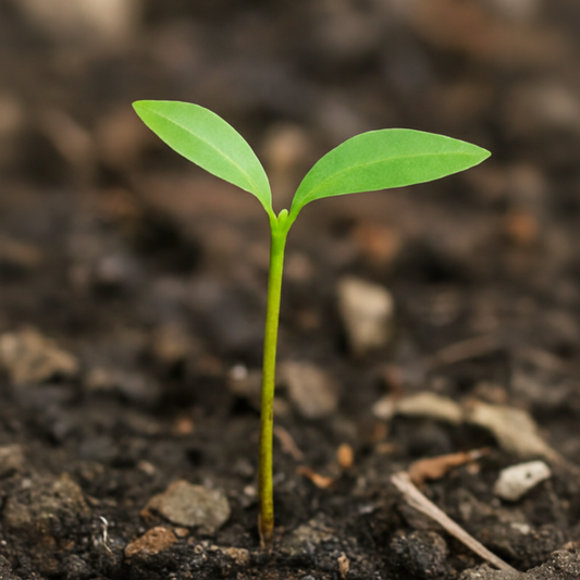 Manna ash (Fraxinus ornus)