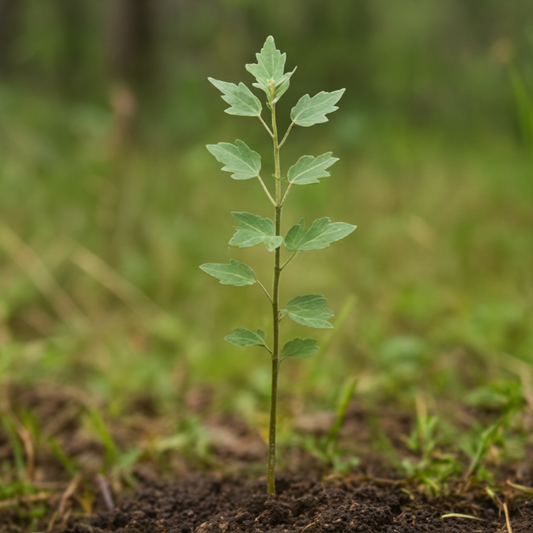 White poplar (Populus alba)