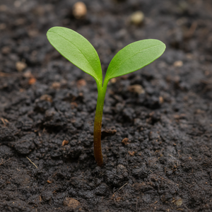 Montpellier maple (Acer monspessulanum)