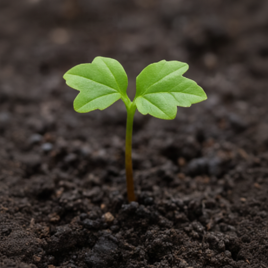 Field maple (Acer campestre)