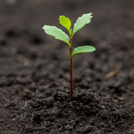Cork oak (Quercus suber)