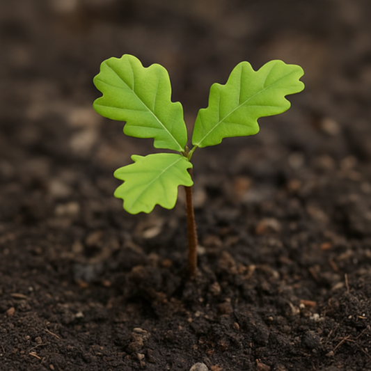 Sessile oak (Quercus petraea)